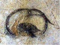 キトラ古墳壁画の玄武(7 世紀末から8世紀初め頃)