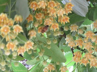 円泉寺の菩提樹と花･葉･実