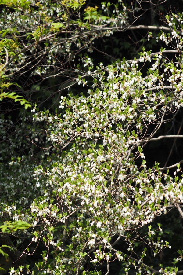 ドウダンツツジの花サムネイル