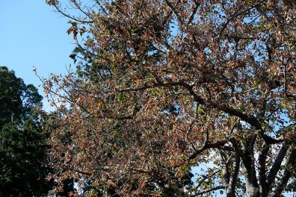 今年の菩提樹の実は少ないですサムネイル
