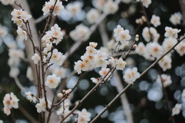 梅の花見物サムネイル