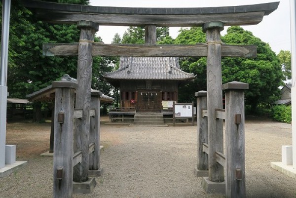 多和目天神社のカゴノキ  坂戸市サムネイル