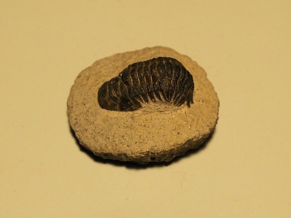 三葉虫の化石サムネイル