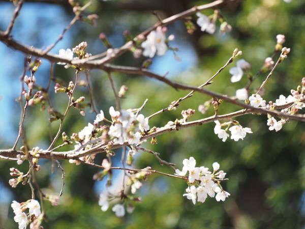 桜が咲き出しています  彼岸のお中日サムネイル