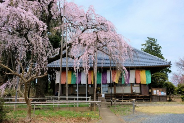 慈眼寺のしだれ桜と巨大閻魔像  埼玉県坂戸市サムネイル