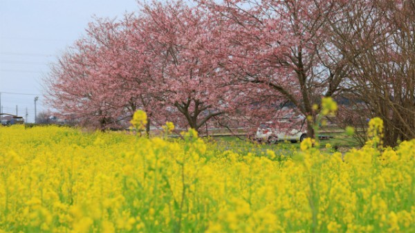 桜と菜の花畑 埼玉県飯能市下加治サムネイル