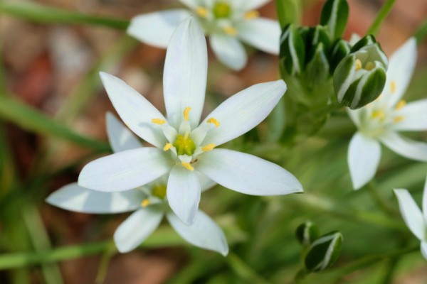 境内の白い花サムネイル
