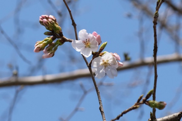 桜が少し咲き出しましたサムネイル