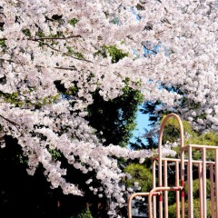 桜がやっと満開に  山桜･二輪草と同時に咲いています。サムネイル