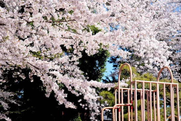 桜がやっと満開に  山桜･二輪草と同時に咲いています。サムネイル