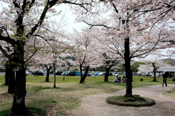 飯能中央公園の桜サムネイル